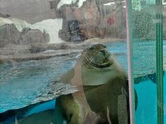 -海合安成都极地海洋公园