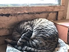 -万松老人塔