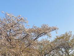 -嘉定紫藤园