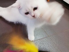 -十年猫舍·猫咪专门店(普陀店)