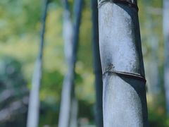 -祁门牯牛降观音堂风景区