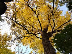 -秋霞圃