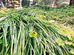 -南通博物苑-崇川人民公园