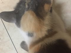 -毛姨鸡爪