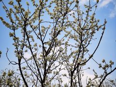 -樱桃山旅游景区