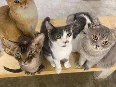 -more than meow吴止猫主题餐厅(承德 中船汇店)