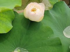 -阿杏饭团(悦汇城店)