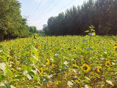 -长白岛森林公园