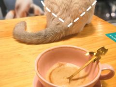 -猫色咖啡·猫咖
