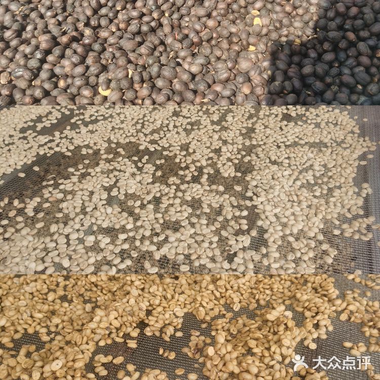 云南保山～潞江坝～小众咖啡庄园2～