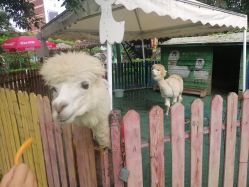 -萌宠亲子动物乐园(槐房万达店)