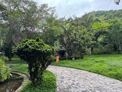 -莫里热带雨林景区