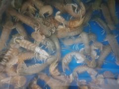 -宾朋海鲜特色美食餐厅·纯手工鲅鱼水饺(兴海路店)