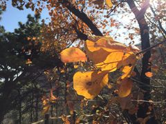 -阳台山自然风景区