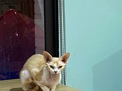 -Bastet sally猫舍购宠(静安店)