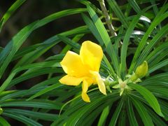 -荔枝公园(福田区)
