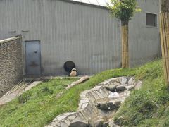 -卧龙中华大熊猫苑神树坪基地