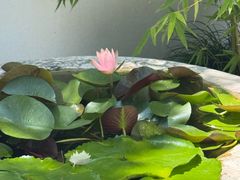 -龙华素斋(龙华路店)