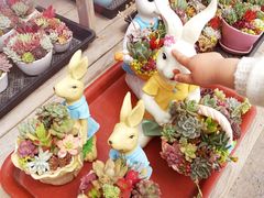 -龙大花卉苗木市场