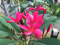 -武清南湖绿博园