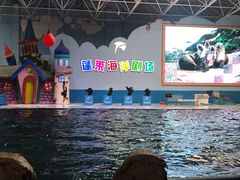 -蓬莱欧乐堡海洋极地世界