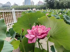 -莲花池公园