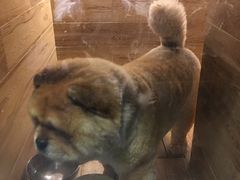 -宠宠熊宠物美容(星湖街店)