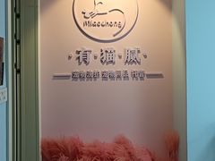 -喵宠乐园·撸猫互动·猫舍