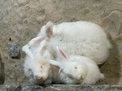 -绿色星球动物主题公园