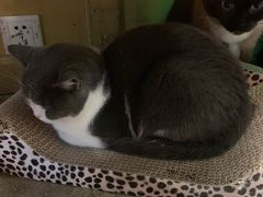 -猫咪博物馆(顶澳仔猫街店)