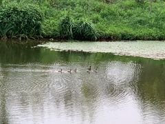-东郊湿地公园