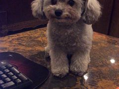 -萌兽医馆·宠物医院·猫骨科(创景店)