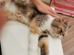 -酷豆宠物咖啡·宠物美食·撸猫馆