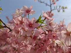 -古柏渡飞黄旅游区