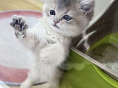 -青奢宠物·青奢猫舍