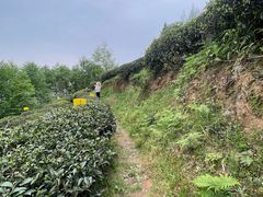 -泰山风景名胜区-普照寺