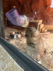 -酷嗒动物文化乐园(cutezoo西溪乐天城店)