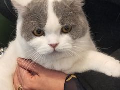 -遇见羊驼·奶狗咖·布偶猫咖·法斗柯基柴犬阿拉斯加(春熙路太古里IFS店)