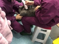 -顺强宠物诊所·狂犬免疫·夜诊·骨科(嘉定店)