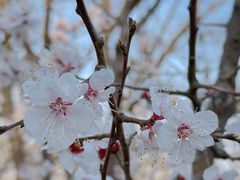 -北京西山国家森林公园