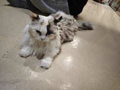 -藏猫猫咖啡主题馆(中央大道店)