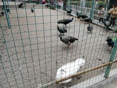 -保定市动物园
