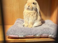 -爱侣宠医·鹦鹉专科·小型哺乳类·异宠专科(灵石路店)