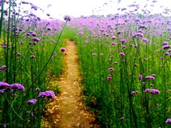 -杭州城北体育公园