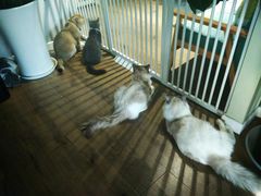 -东方名猫馆·英短金渐层布偶猫舍(环线广场1号楼店)