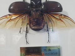 -上海昆虫博物馆
