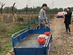 -喜杨洋草莓采摘园