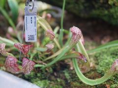 -上海辰山植物园