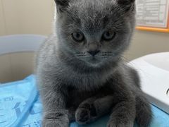 -创凡宠物医院·骨专科  猫科中心(西乡分院)