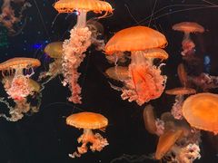 -哈尔滨波塞冬海底世界
